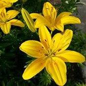 Christine Hosea's photo