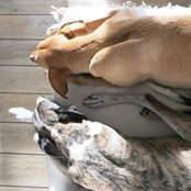 Elke Pechhold's photo