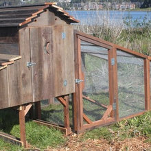 Chicken Coops