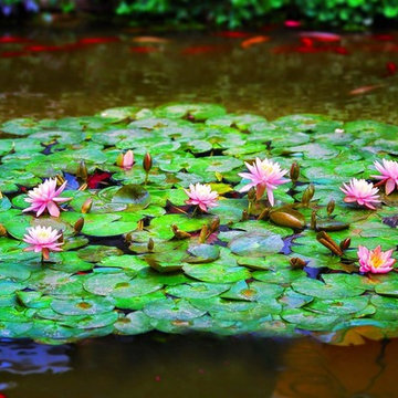 Custom Pond & Water Feature Installations