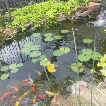 Ecosystem Ponds, Water Garden Ideas for Your Austin, Central Texas Landscape