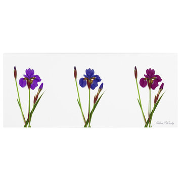 'Siberian Iris Triptych' Canvas Art by Kathie McCurdy