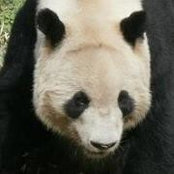 Chiew Teck Pin's photo
