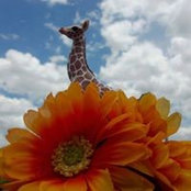 Trish Turpin's photo