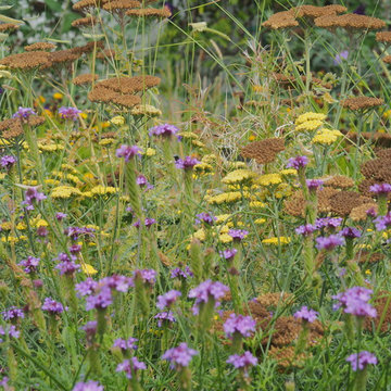 Mini Meadow
