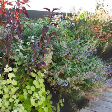 Lush Rooftop