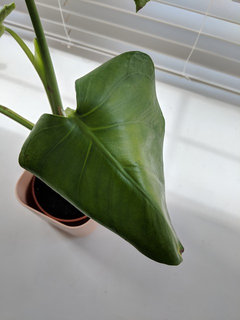 philodendron selloum atom Philodendron Selloum Hope