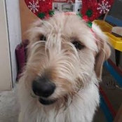 Vicky Daldrys foto