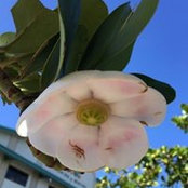 Foto von Kass Lund