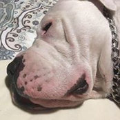 Paul Pelletier's photo
