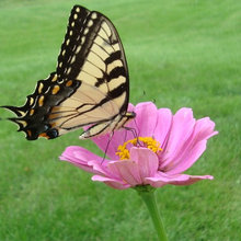 zinnias/butterflies/bumbles:)