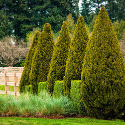 Spartan Juniper - Outdoor Decor