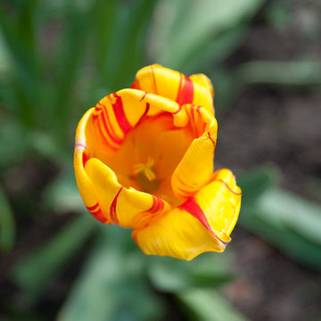 Daily Moments in the Garden