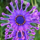 Denise Gustin's photo