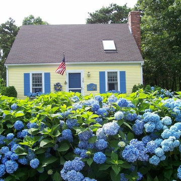 Hydrangea Festival Contest