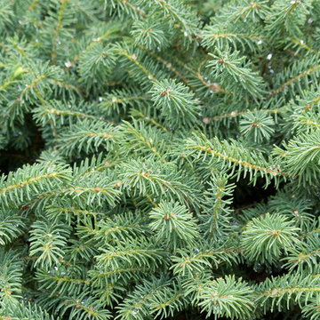 Great Plant Combinations