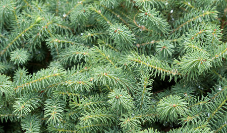 Naturel ou artificiel ? Conseils de pro pour choisir son sapin de Noël