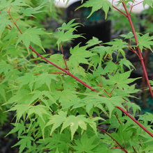 Maples