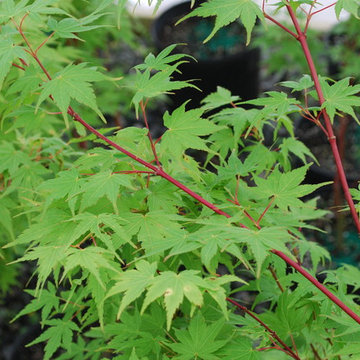 Acer palmatum 'Sango kaku' (Coral bark maple)