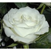 Kathy Mease's photo
