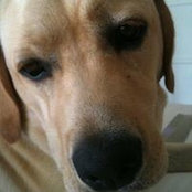 Cooper Dooper's photo