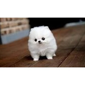 Calvin Young's photo