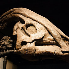 dinosaurs