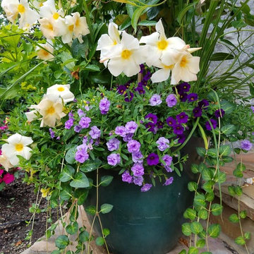 Container Gardens