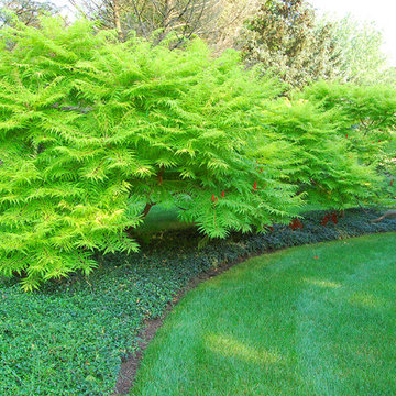Lancaster planting