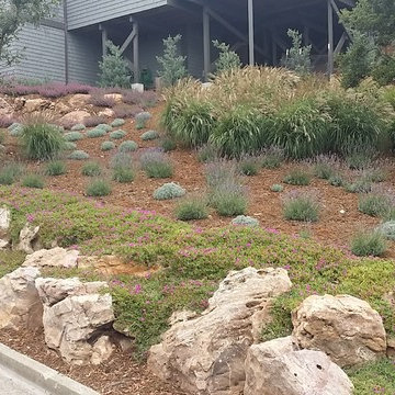Low Maintenance & Drought Tolerant