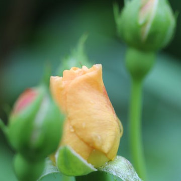 Rosebrook Garden 2017 Garden Tour