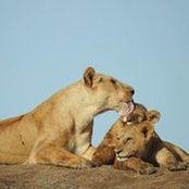 Pat Koolen's photo
