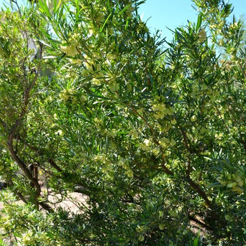 Southwestern Plants