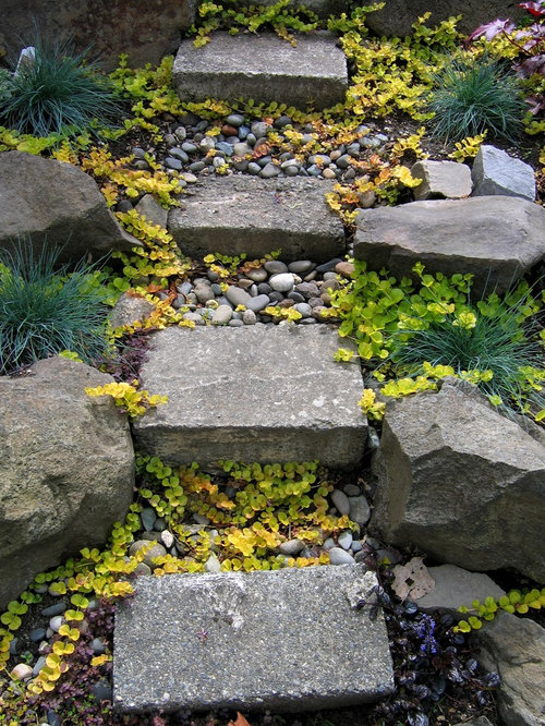 Best Creeping Jenny Design Ideas & Remodel Pictures Houzz