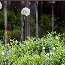 St Luke's Garden