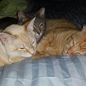 Alana Furrow's photo