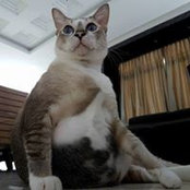 Patrick Wongさんの写真