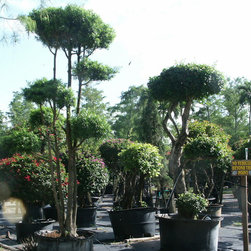 Topiary - Plants