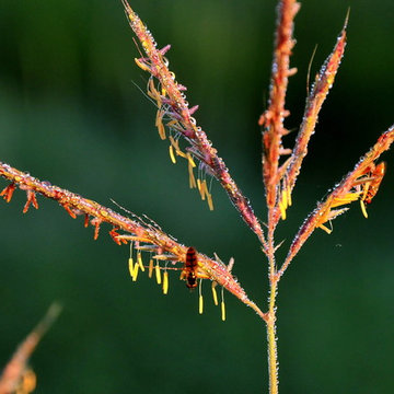 Big bluestem (Andropogon gerardii) in flower Sand Lake Wetland Management Distri