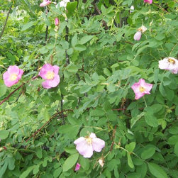 Garden Evacuation - Products
