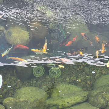 Custom✨ Koi Pond