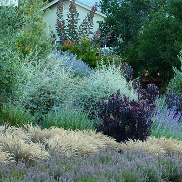 Drought adaptive plantscape