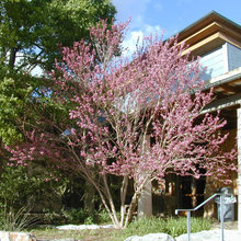 trees