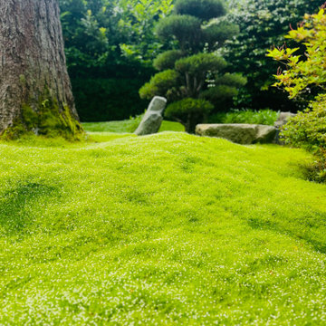 Moss gardens