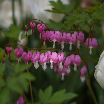 Spring Bulb Garden