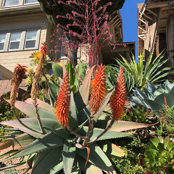 Oakland Succulent Slope Garden