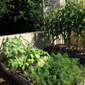 City rooftop vegetable garden