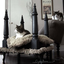 Pet Stuff