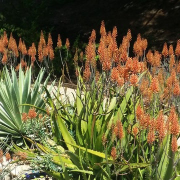 Rancho San Diego Mediterranean Garden