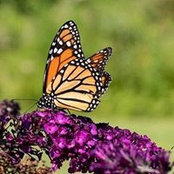 Foto di Tracy Everson